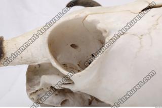 animal skull 0043